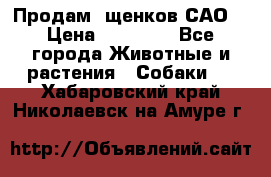Продам ,щенков САО. › Цена ­ 30 000 - Все города Животные и растения » Собаки   . Хабаровский край,Николаевск-на-Амуре г.